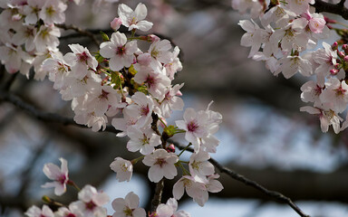 blossom in spring