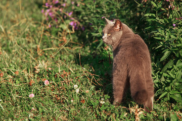 Obraz premium cat is hunting in green grass