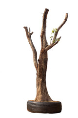 Big leafless trees waiting to be planted into the soil  isolated on white background