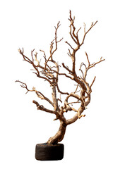 Single old it dead tree isolated on white background