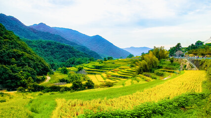 小豆島の棚田