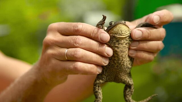 a man holds a toad in his hands. Studying the structure of a frog