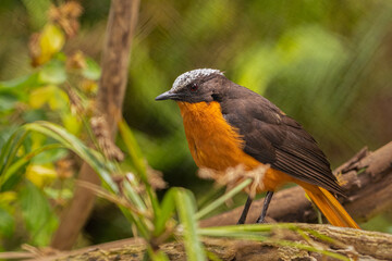 2021-03-31 A SIDE VIEW OF A WHITE CROWNED ROBIN CHAT