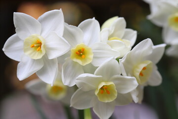 Naklejka na ściany i meble 早春の花壇に咲くフサザキスイセンの白い花