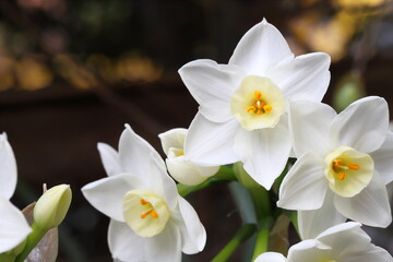 早春の花壇に咲くフサザキスイセンの白い花