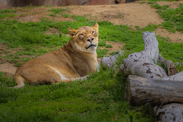 2021-03-31 A LARGE FEMALE LION LYING DOWN ON A GRASS HILL