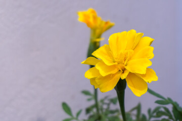 Marigolds are blooming on white background.