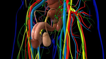 Human Body Internal Organs Anatomy For Medical Concept