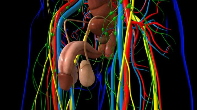 Human Body Internal Organs Anatomy For Medical Concept
