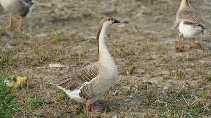 The cute goose playing in the park freely