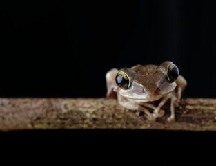 Brown common tree frog Asia Amphibians climbing branches at night with its large eyes for nocturnal...