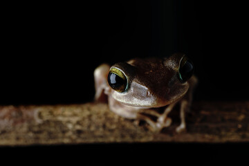 Brown common tree frog Asia Amphibians climbing branches at night with its large eyes for nocturnal...
