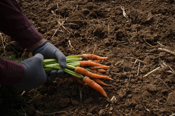 person planting a carrot in the garden