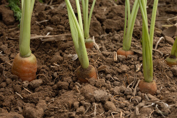 Carrot in the garden