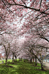 Cherry Blossoms in the Springtime in downtown 
Portland.