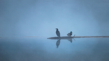 cormorant and duck on the foggy river