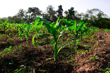 Kitchen garden