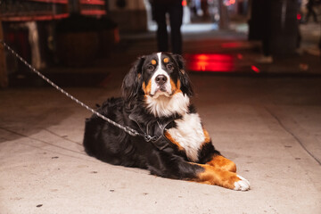 Big beautiful dog on the city streets of New York. Colorful fur, black, white, brown