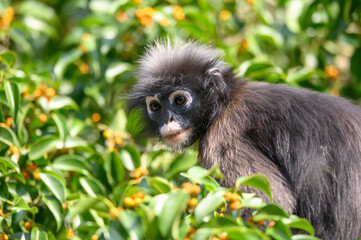 Dusky Langur or Spectacled Langur in the wild
