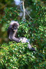Dusky Langur or Spectacled Langur in the wild