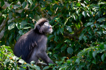 Dusky Langur or Spectacled Langur in the wild
