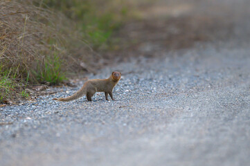 Closeup Javan Mongoose in the wild