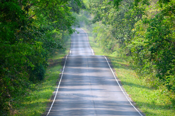 Beautiful roads with trees on both sides