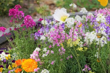 春の草花