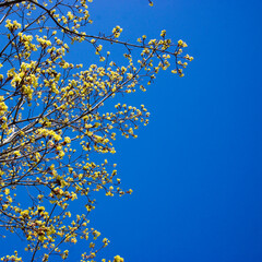 the first birch leaves sprang from the buds