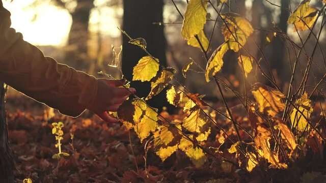Girl Hand touching Yellow Maple Leaves On Autumn Yellow Sunny Background.