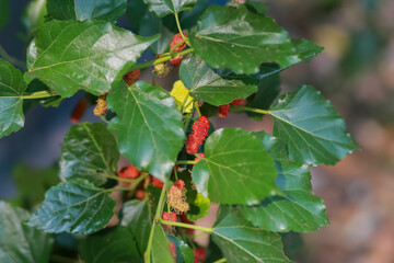 Fresh mulberries on the plant look delicious. Healthy and delicious fruit makes you feel refreshed. Mulberry Summer in Thailand