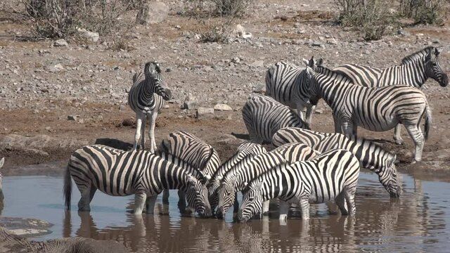 Africa. Wildlife. The zebras drink water from the lake. Safari in a national park in Namibia.