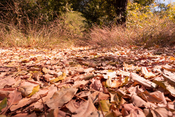 autumn leaves in the forest