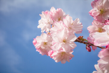 Obraz premium Collection de Cerisiers du Japon, lac de la Balme de Sillingy