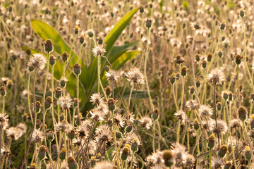 grass and flowers