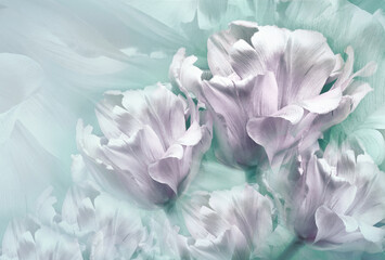 Tulips  pink  flowers  on turquoise background.  Floral  spring  background.  Close-up. Nature.