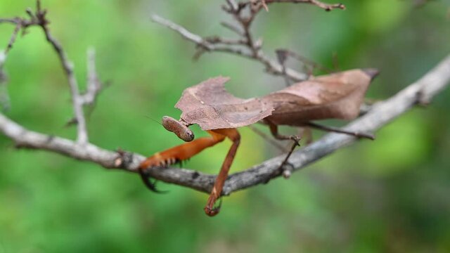 Dead Leaf Mantis, Deroplatys desiccata; seen on a twig resting and moving its hind legs, lovely green bokeh background.