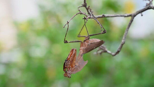 Dead Leaf Mantis, Deroplatys desiccata; hanging upside down on a twig, swinging a little and moves forward with its forelegs, lovely green bokeh.