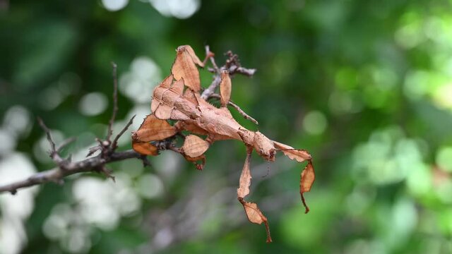 Giant Prickly Stick Insect, Extatosoma tiaratum, facing to the right then suddenly moves a little with a gentle wind, lovely green and light bokeh at the background.