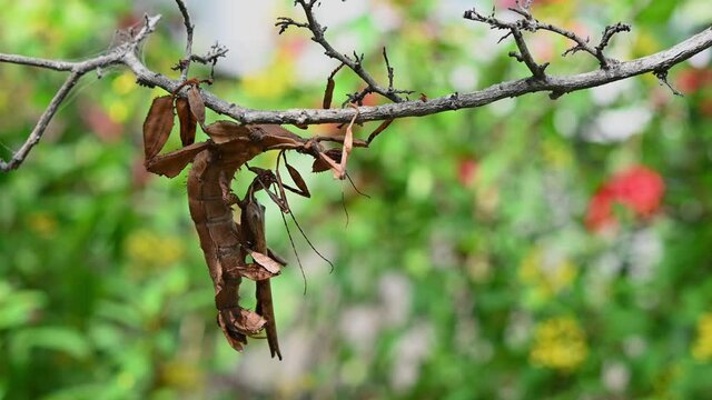 Giant Prickly Stick Insect, Extatosoma tiaratum, seen on the left side of the frame moving and swinging towards the right, both sticking together while mating, green bokeh at the background.