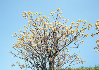 三俣の花