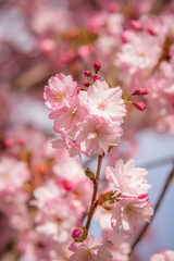 Collection de Cerisiers du Japon, lac de la Balme de Sillingy