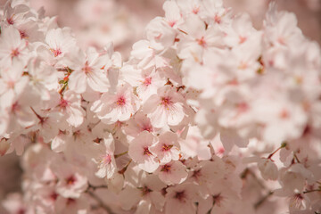 Collection de Cerisiers du Japon, lac de la Balme de Sillingy