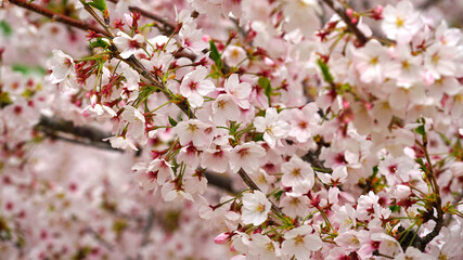 pink cherry blossoms in full bloom