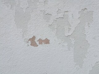 Light brown crab skin  On the white wall that fell off