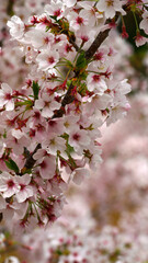 pink cherry blossoms in full bloom