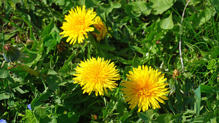 a yellow dandelion on the grass