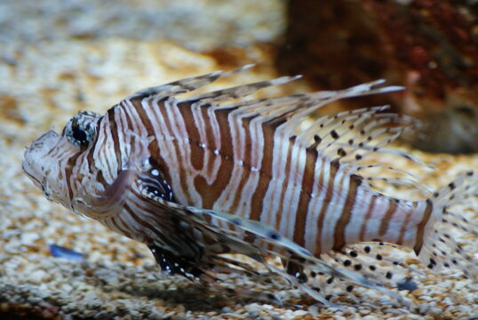 Lionfish