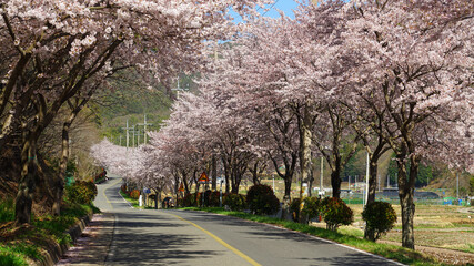 Obraz premium cherry blossoms blooming on both sides of the country road