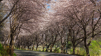 Obraz premium cherry blossoms blooming on both sides of the country road